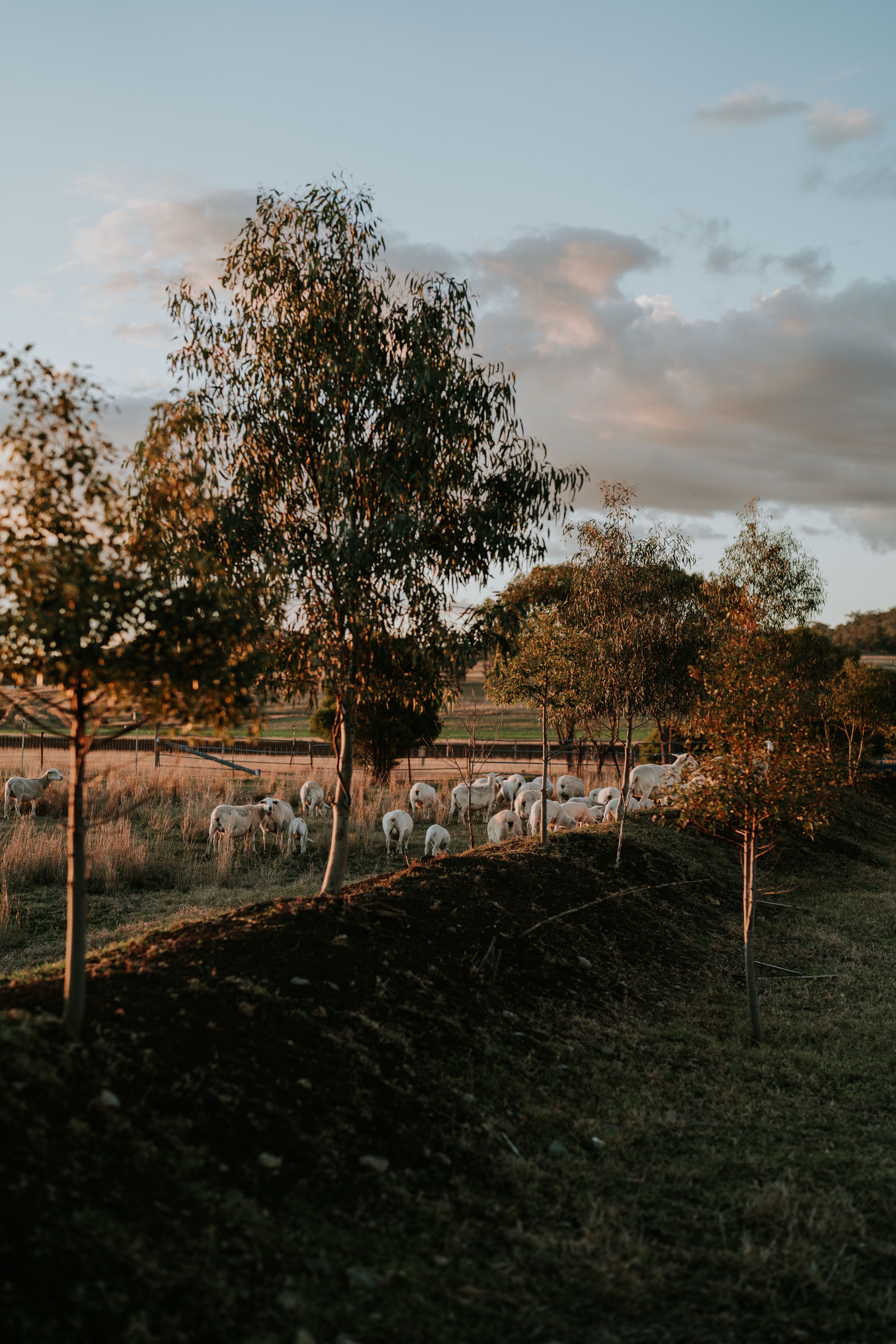 Sheep grazing among gum trees at golden hour